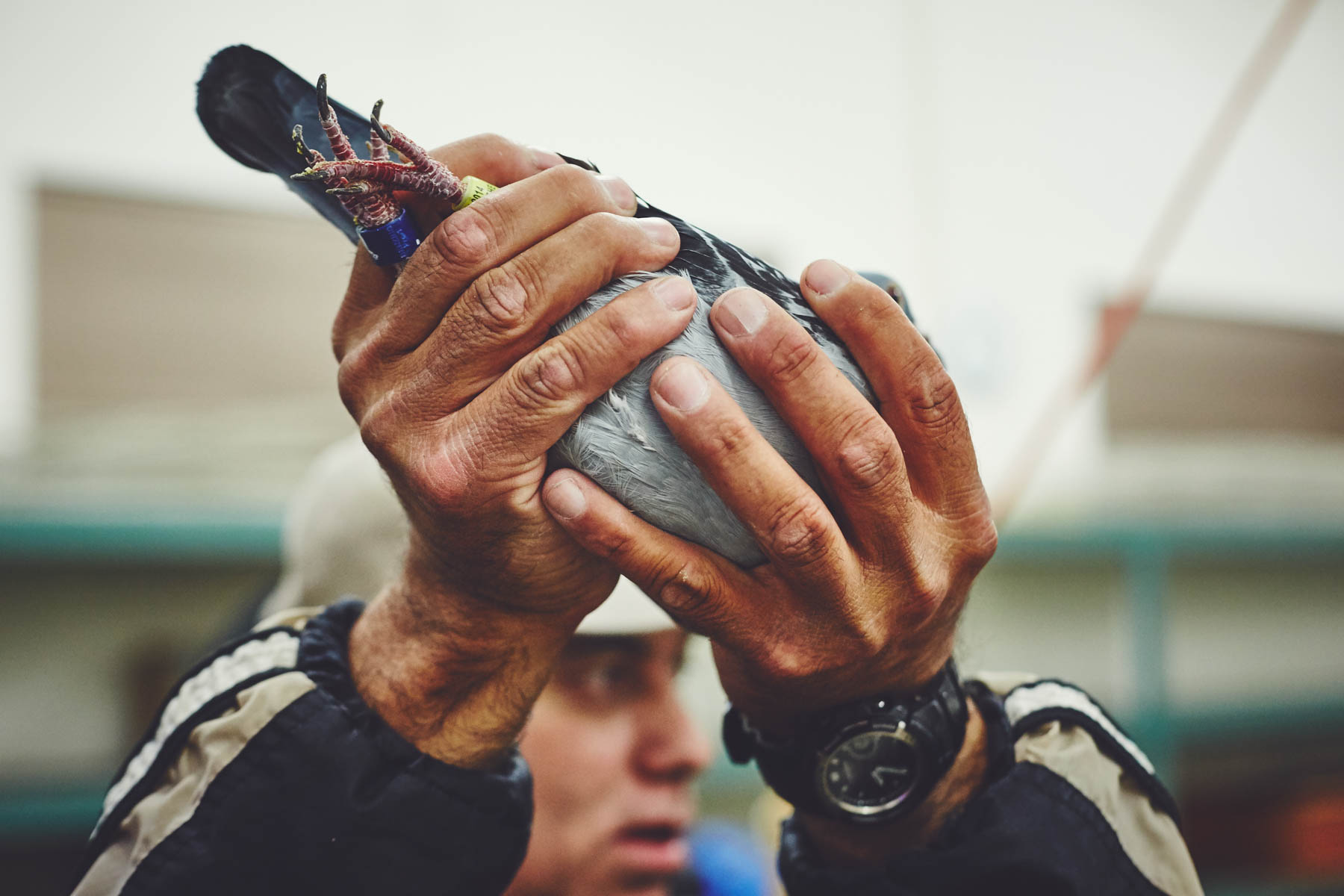 PIGEON_RACING-15